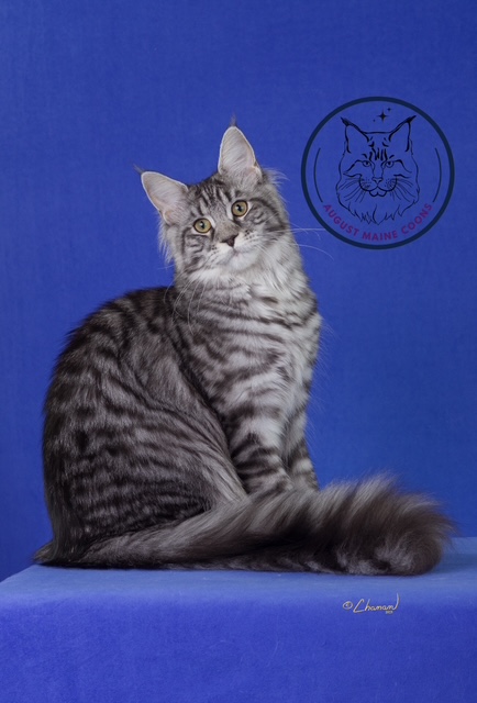 August Maine Coon Kittens