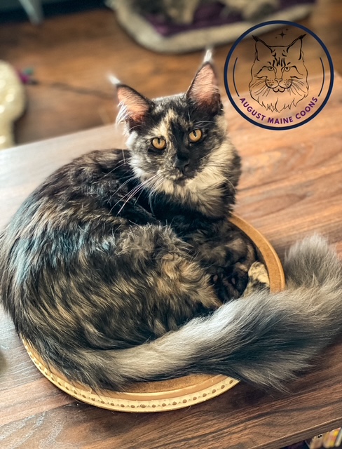 August Maine Coon Kittens