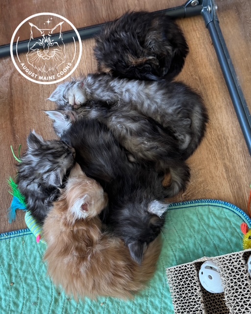 August Maine Coon Kittens