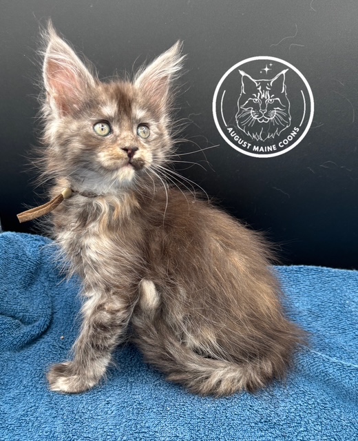 August Maine Coon Kittens