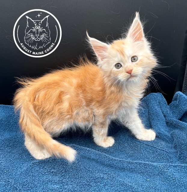 August Maine Coon Kittens
