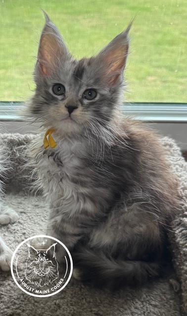 August Maine Coon Kittens