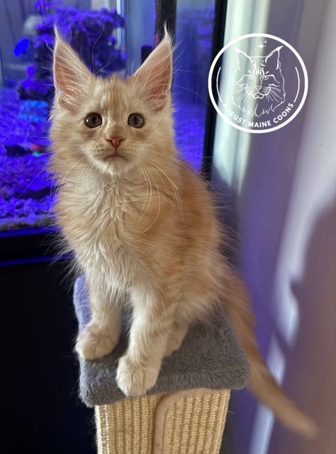 August Maine Coon Kittens