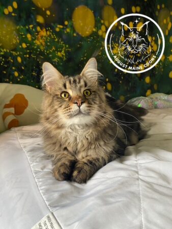 August Maine Coon Kittens