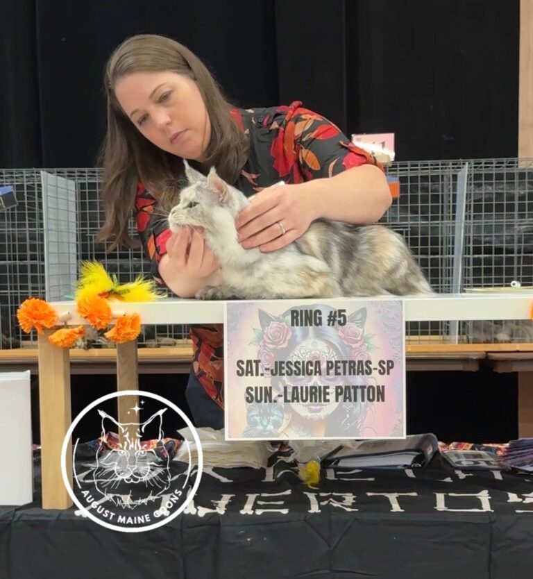 August Maine Coon Kittens