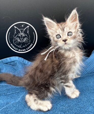 August Maine Coon Kittens