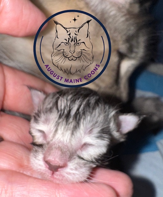 August Maine Coon Kittens