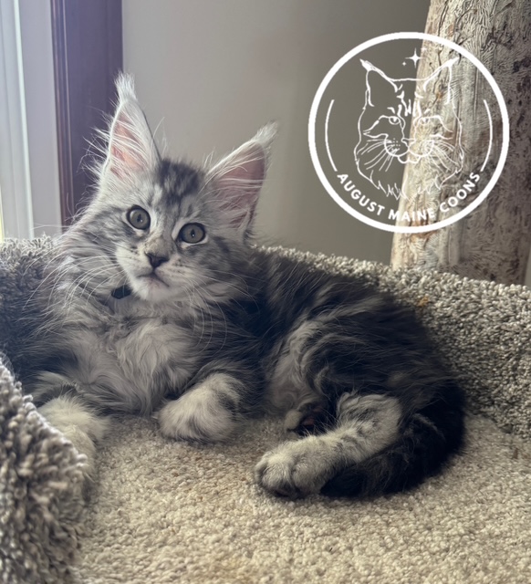 August Maine Coon Kittens