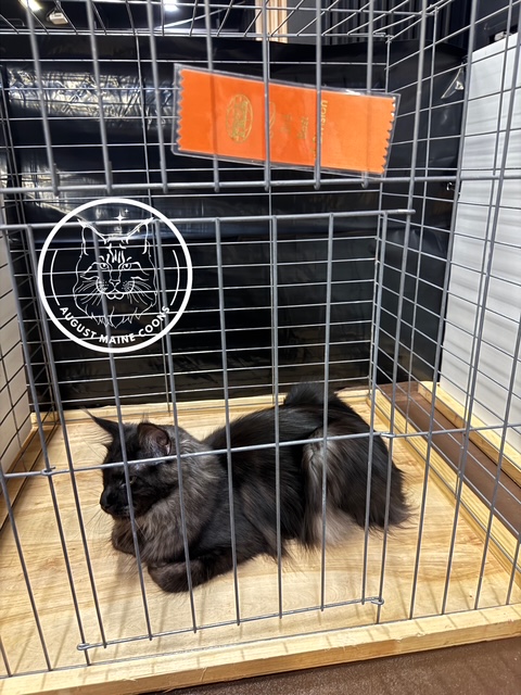 August Maine Coon Kittens