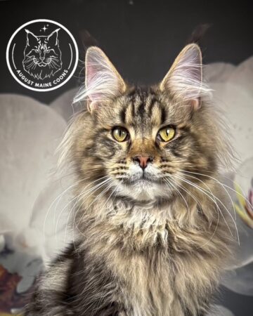August Maine Coon Kittens