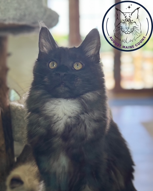 August Maine Coon Kittens