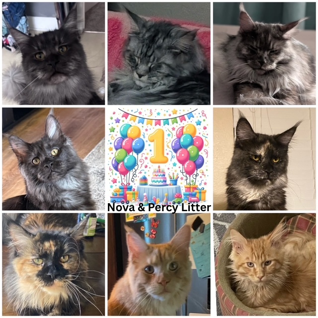 August Maine Coon Kittens