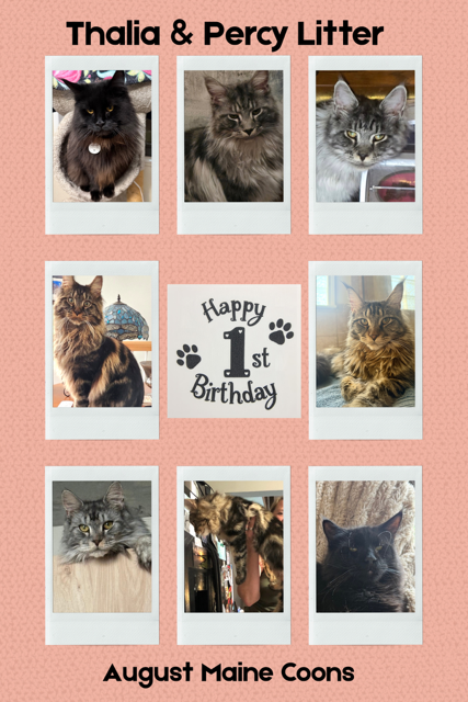 August Maine Coon Kittens