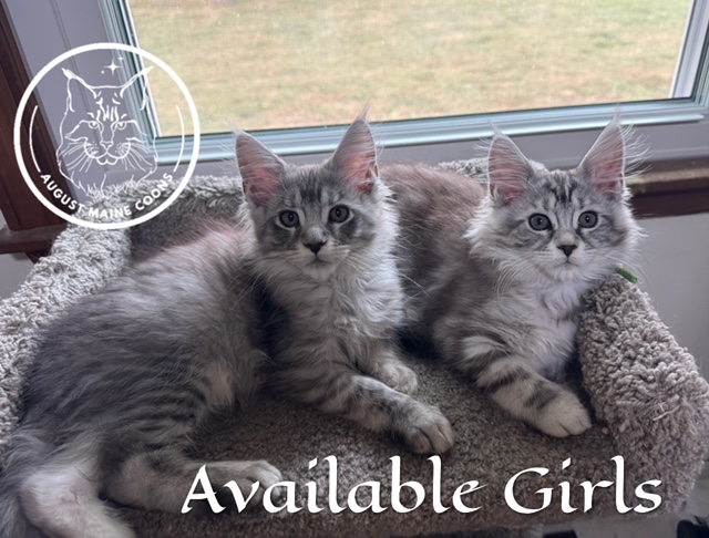 August Maine Coon Kittens
