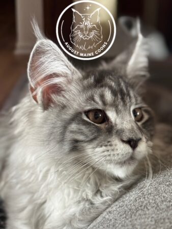 August Maine Coon Kittens