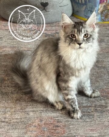 August Maine Coon Kittens