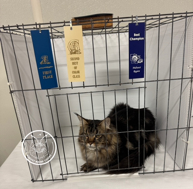 August Maine Coon Kittens