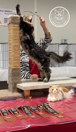 August Maine Coon Kittens