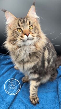 August Maine Coon Kittens