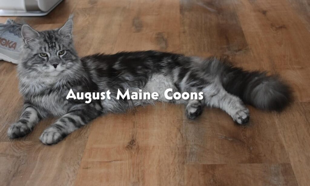 August Maine Coon Kittens