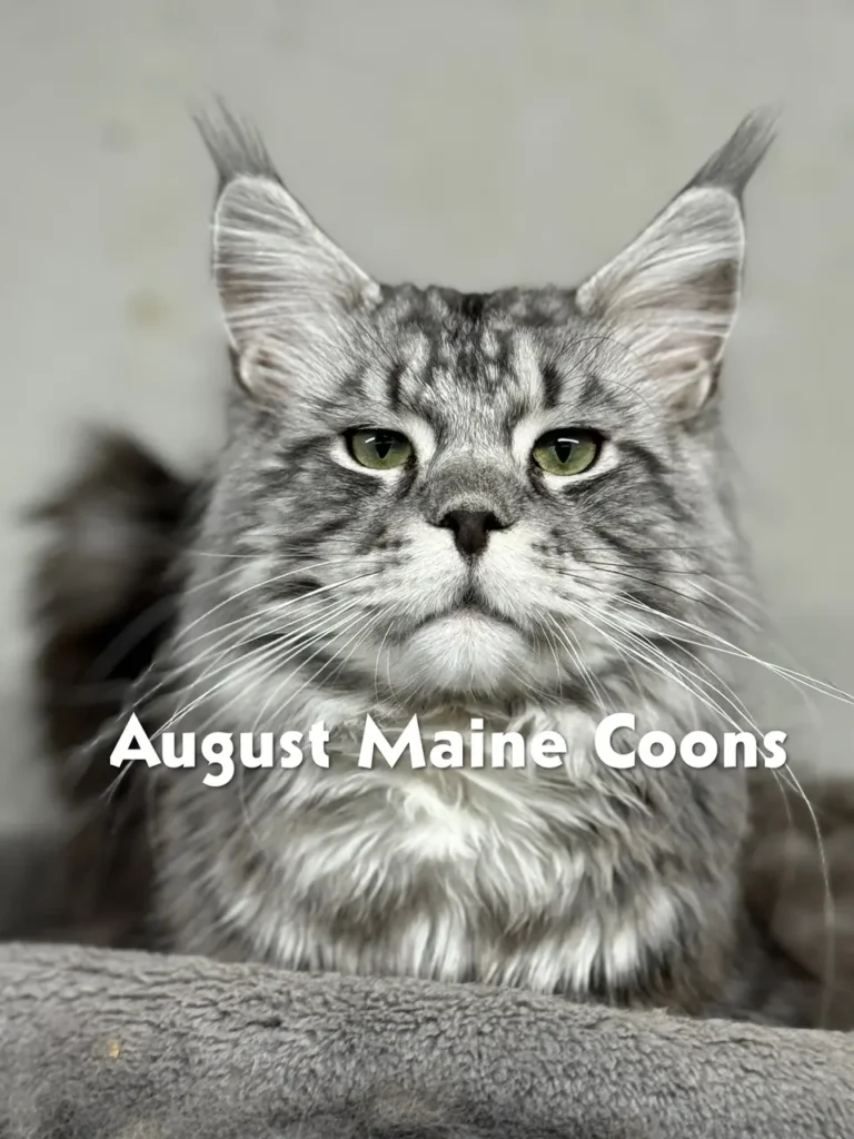 August Maine Coon Kittens