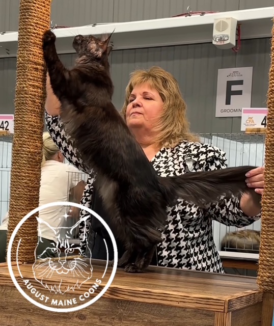 August Maine Coon Kittens