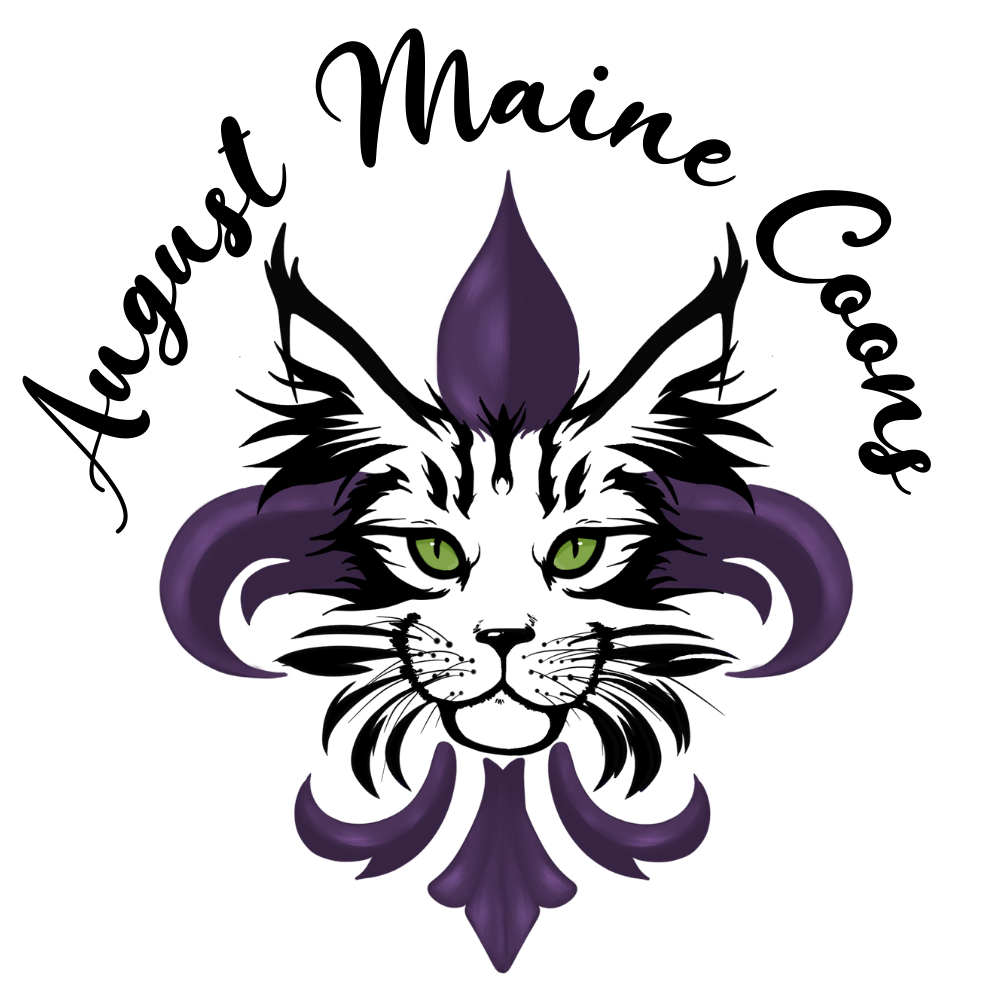 August Maine Coon Kittens