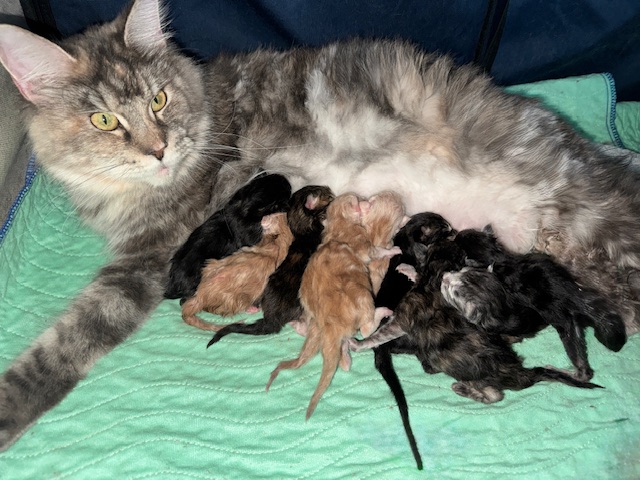 August Maine Coon Kittens