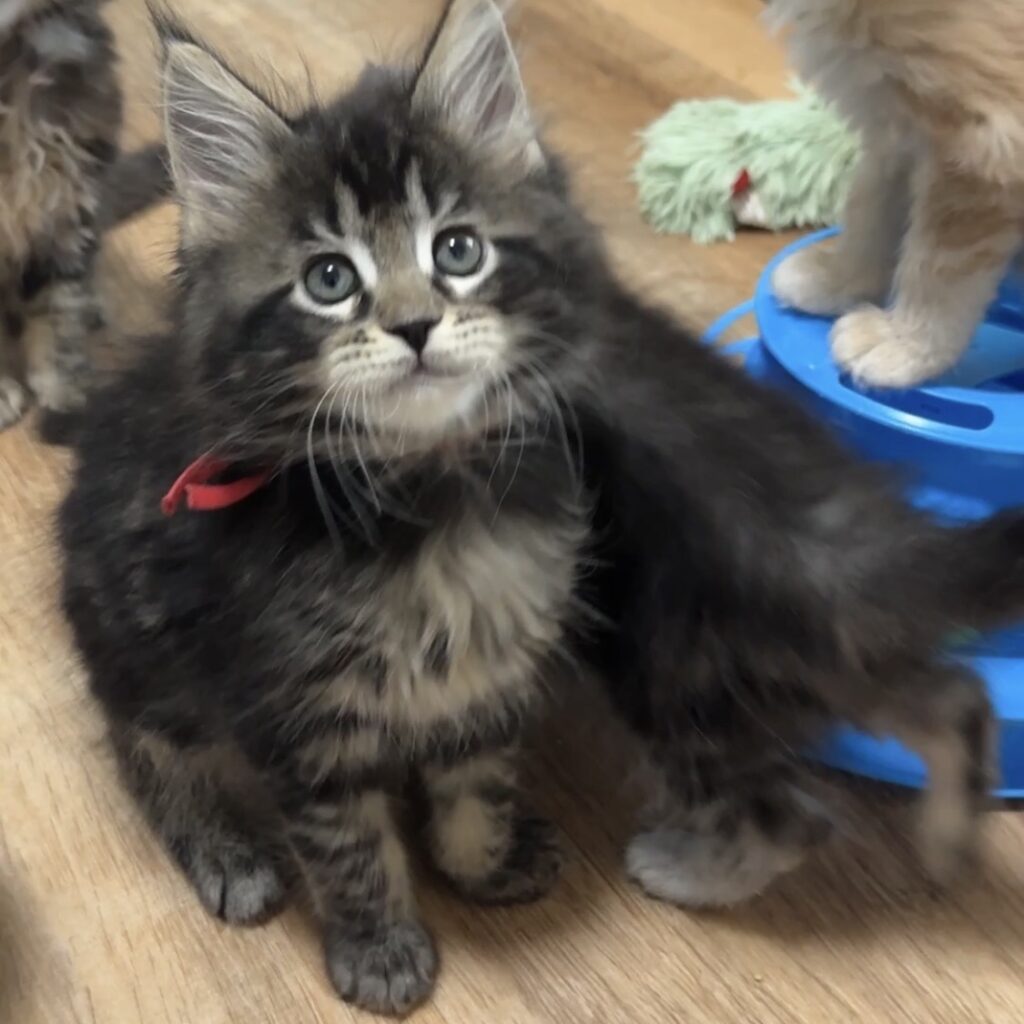 August Maine Coon Kittens