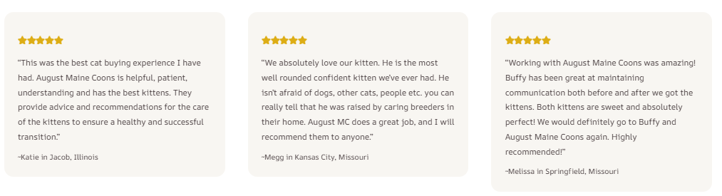 August Maine Coon Kittens