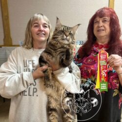 August Maine Coon Kittens