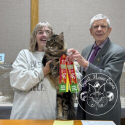 August Maine Coon Kittens