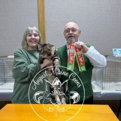 August Maine Coon Kittens