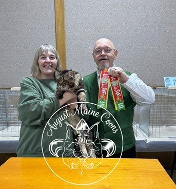 August Maine Coon Kittens