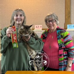 August Maine Coon Kittens