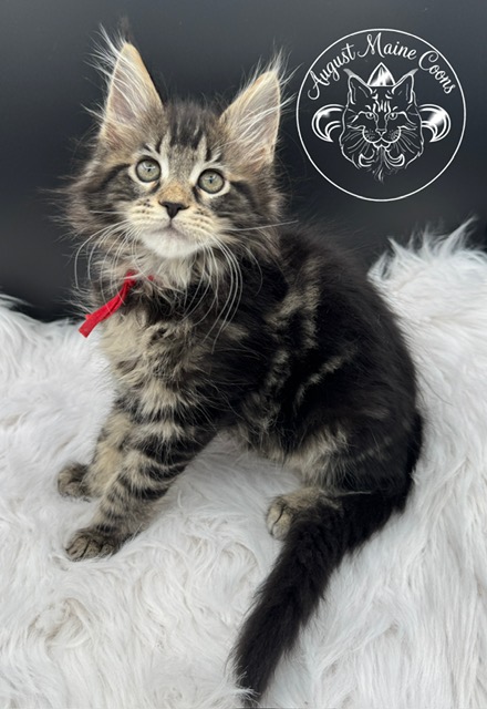 August Maine Coon Kittens