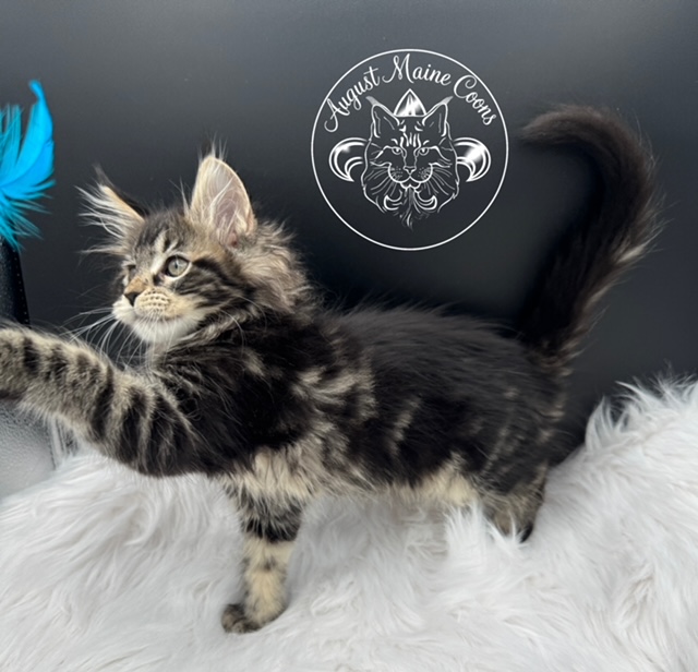 August Maine Coon Kittens