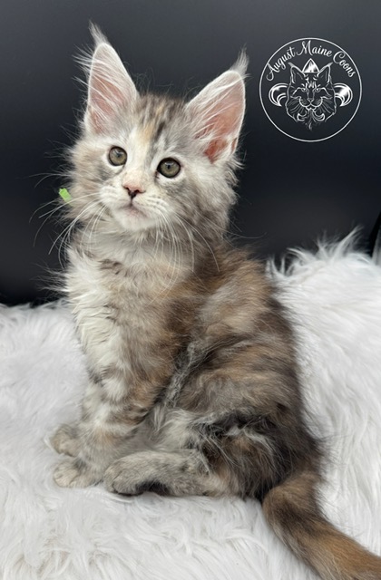 August Maine Coon Kittens