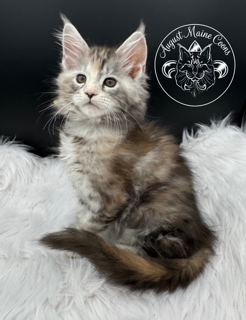 August Maine Coon Kittens