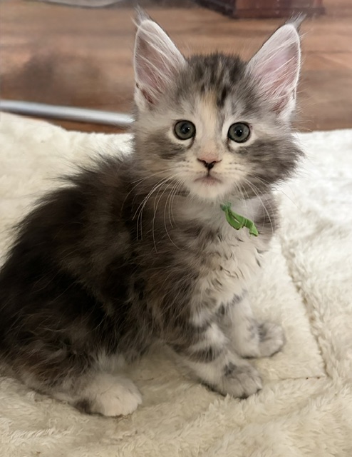 August Maine Coon Kittens