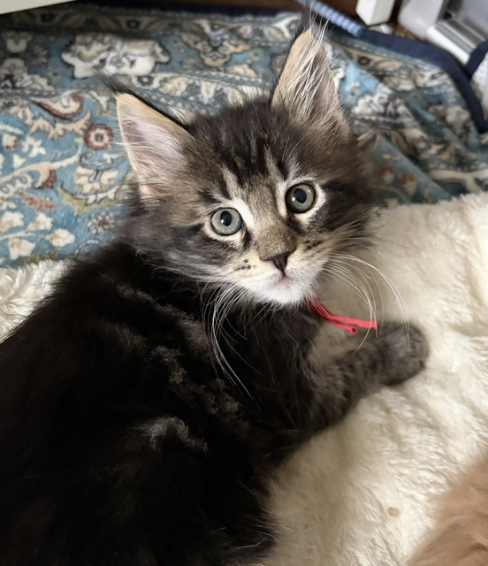August Maine Coon Kittens