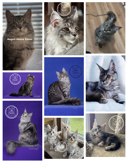 August Maine Coon Kittens
