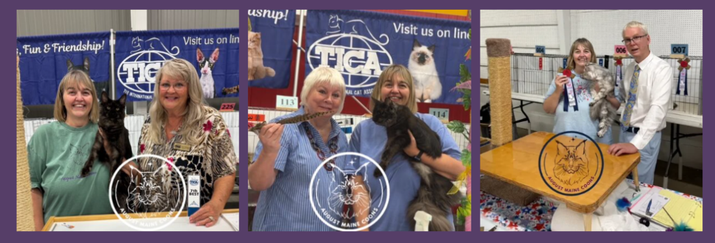 August Maine Coon Kittens