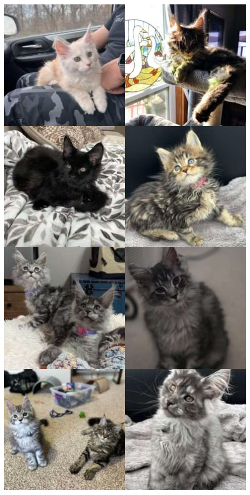 August Maine Coon Kittens