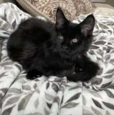 August Maine Coon Kittens