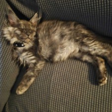 August Maine Coon Kittens