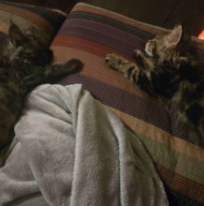 August Maine Coon Kittens