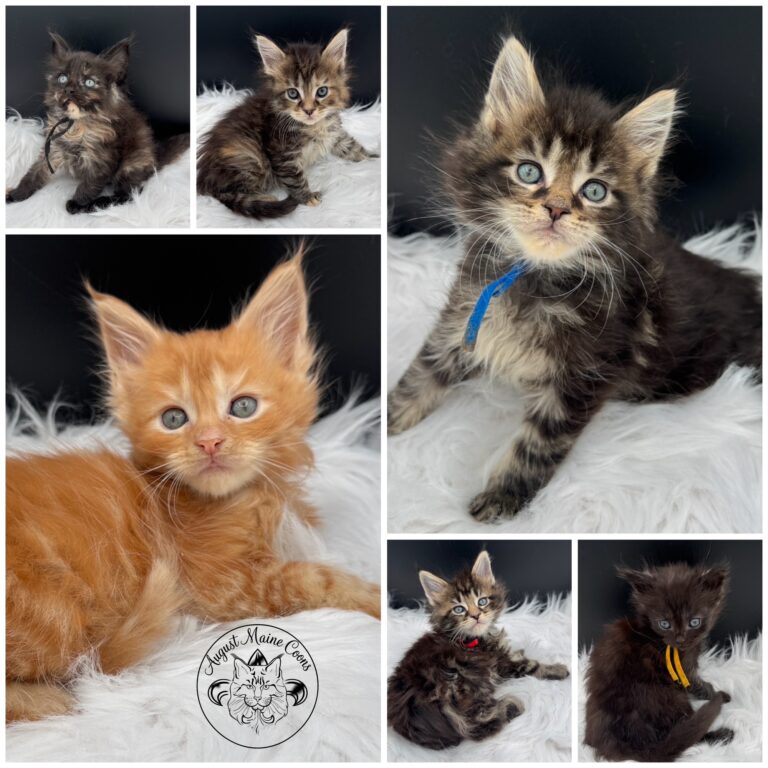 August Maine Coon Kittens