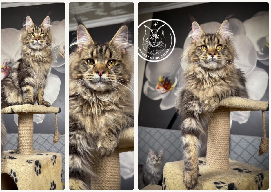 August Maine Coon Kittens
