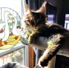 August Maine Coon Kittens